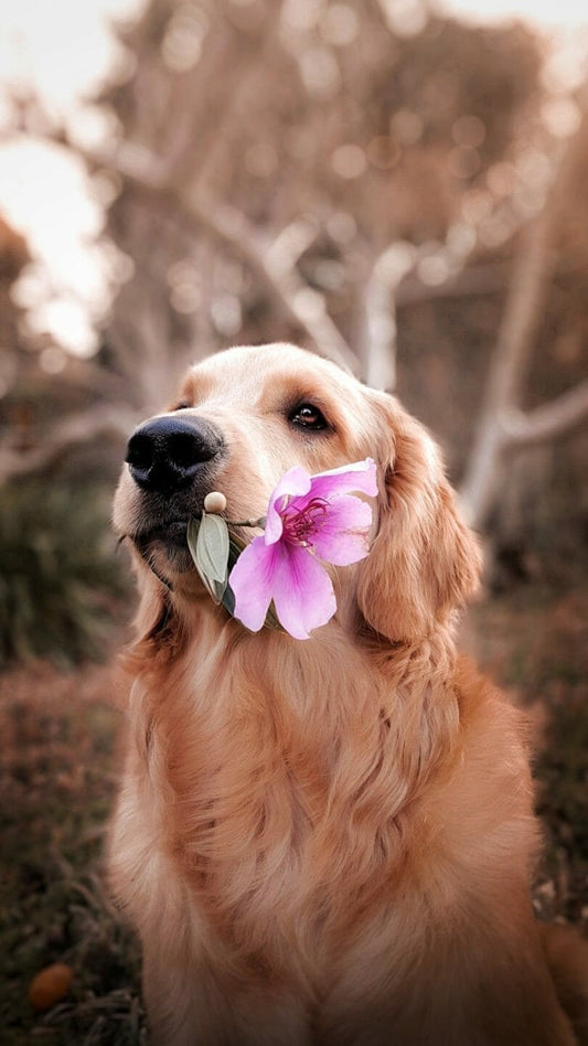 Why Zeolite is Your Pets’ Best Friend