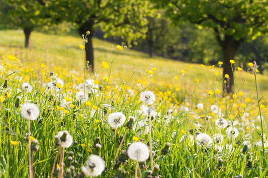 Got Seasonal Allergies? Try Detoxing